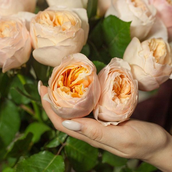 Букет из 15 персиковых пионовидных роз Juliet 50 см (Эквадор)