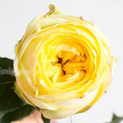 Роза пионовидная одноголовая 50 см Catalina Кремово-желтая поштучно