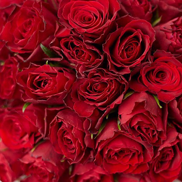 Букет в белой шляпной коробке Amour из 51 красной розы (Кения) Standart