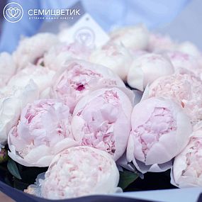 Пион Premium Gardenia нежно-розовый поштучно