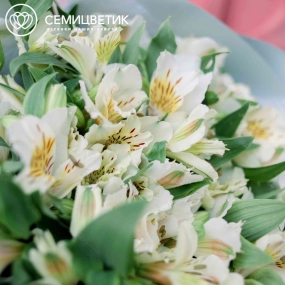 Букет из 25 белых альстромерий в голубой пленке