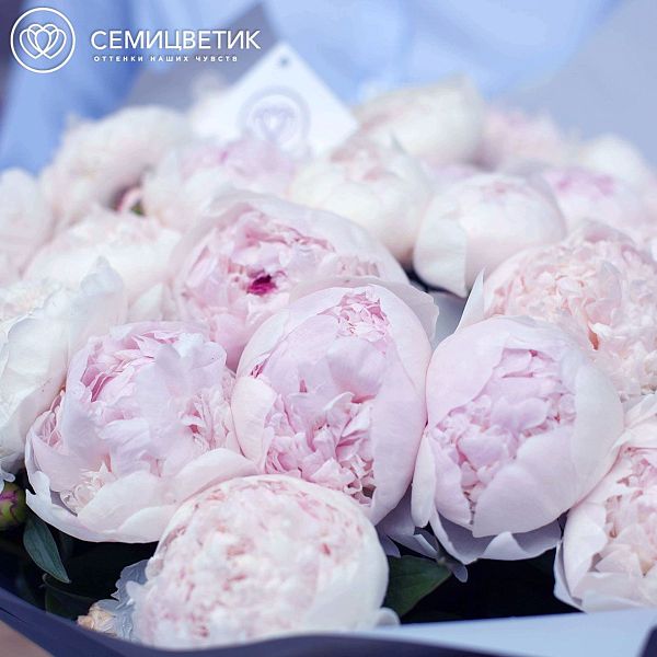 Пион Premium Gardenia нежно-розовый поштучно
