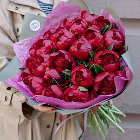 Букет из 25 бордовых пионов Premium