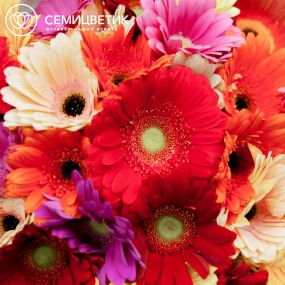 Букет из 51 герберы микс в сиреневой пленке