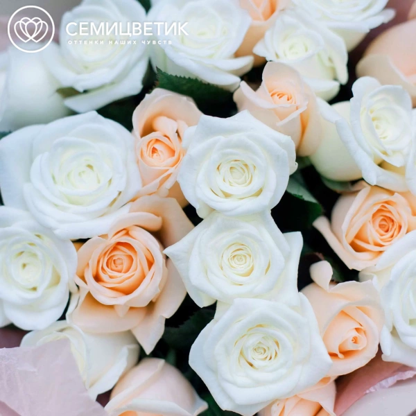 Букет из 25 белых и кремовых роз 35-40 см (Россия) в кремовой пленке