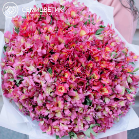 Букет из 101 розовой альстромерии в белой пленке