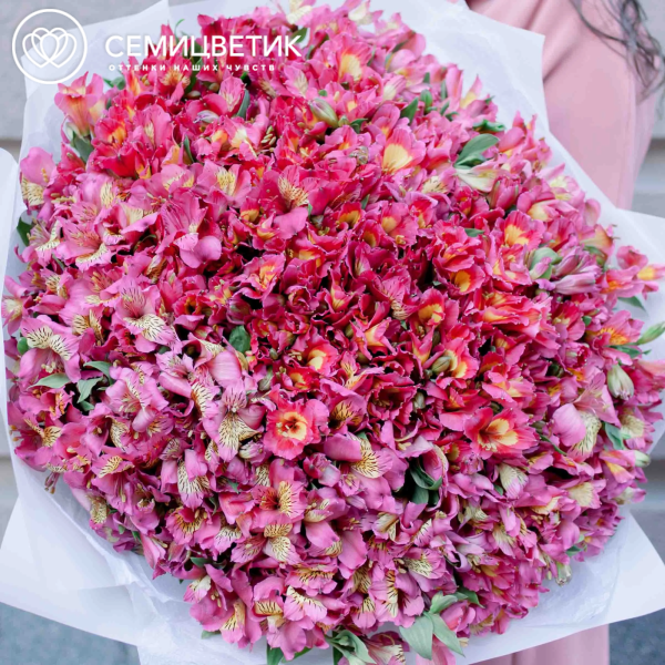 Букет из 101 розовой альстромерии в белой пленке