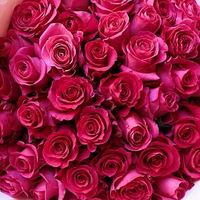 Букет из 51 ярко-розовой розы Pink Floyd 50 см (Эквадор) в розовой пленке