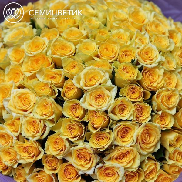 Букет из 151 желтой розы 35-40 см (Россия) в сиреневой пленке