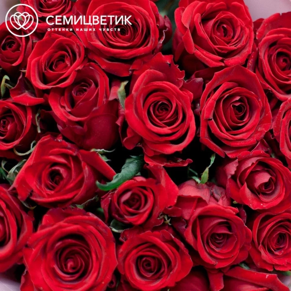 Букет из 25 красных роз 70 см (Россия)