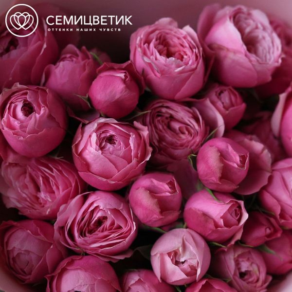 Букет из 7 розовых кустовых пионовидных роз Silva Pink в розовой пленке