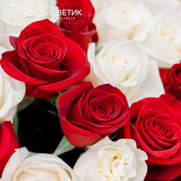 Букет из 15 белых и красных роз 50 см (Эквадор)
