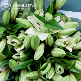 Букет из 15 белых лилий азиатка в голубой пленке