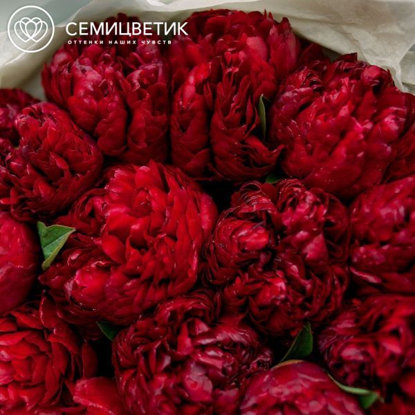 Букет из 15 бордовых пионов Premium в голубой пленке