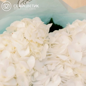 Букет из 3 белых гортензий в белой пленке