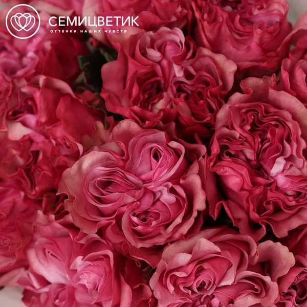 Букет из 15 пионовидных малиновых роз Country Blues (Эквадор) 50 см
