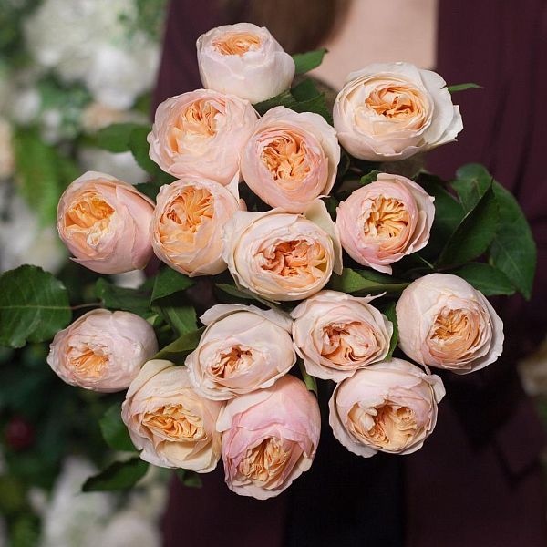 Букет из 15 персиковых пионовидных роз Juliet 50 см (Эквадор)