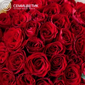 Букет из 41 красной розы 35-40 см (Кения) в кремовой пленке