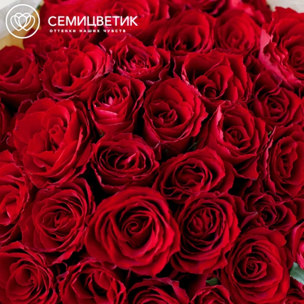 Букет из 41 красной розы 35-40 см (Кения) в кремовой пленке