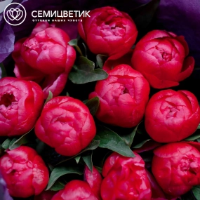 Букет из 11 коралловых пионов Coral Sunset Standart в сиреневой пленке