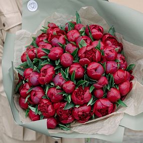 Большой букет  из 51 бордового пиона Standart Plus