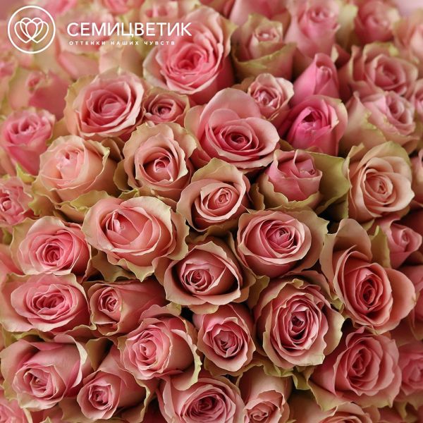 Букет из 101 нежно-розовой розы 35 см (Кения)