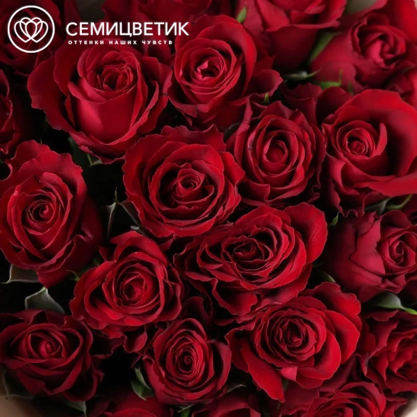 Букет из 25 красных роз 35-40 см (Кения) в кремовой пленке