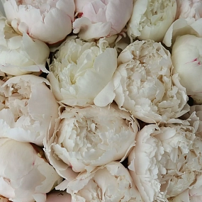 Букет из 25 бело-кремовых пионов Bowl of cream Premium в прозрачной упаковке