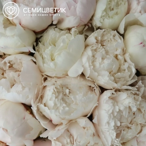 Букет из 25 бело-кремовых пионов Bowl of cream Premium в прозрачной упаковке