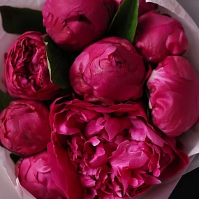 Букет из 9 ярко-розовых пионов Red Sarah Bernhardt Premium в прозрачной упаковке