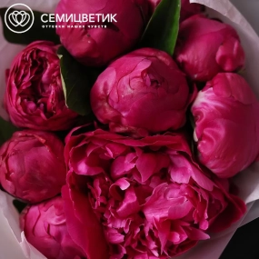 Букет из 9 ярко-розовых пионов Red Sarah Bernhardt Premium в прозрачной упаковке