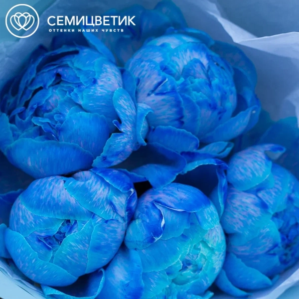 Букет из 5 синих пионов Premium