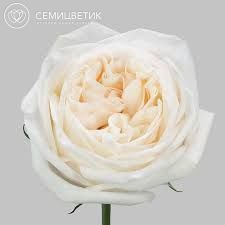 Роза пионовидная 50 см White O'Hara Белая поштучно