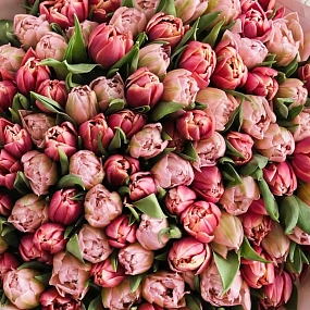 Букет из 101 розового и нежно-розового пионовидного тюльпана