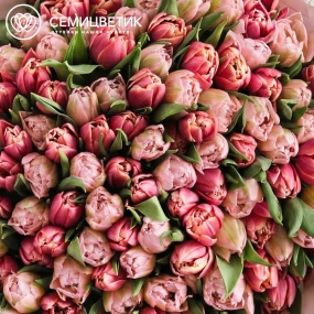 Букет из 101 розового и нежно-розового пионовидного тюльпана
