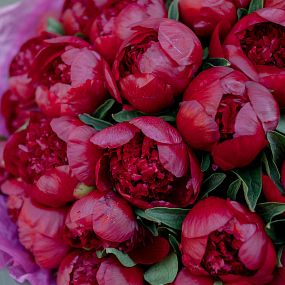 Букет из 25 бордовых пионов Premium