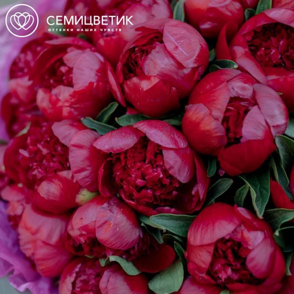Букет из 25 бордовых пионов Premium