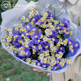 Букет из 15 ирисов и 10 матрикарий в голубой пленке