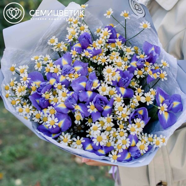 Букет из 15 ирисов и 10 матрикарий в голубой пленке
