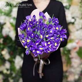 Монобукет  из 25 синих ирисов в розовой пленке