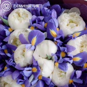 Букет из 10 белых пионов Premium и 15 синих ирисов в сиреневой пленке