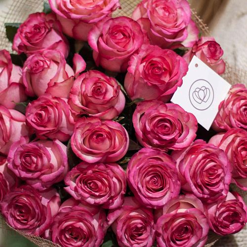 Кремовые розы с розовой каймой Carrousel 40 см (Эквадор) опт