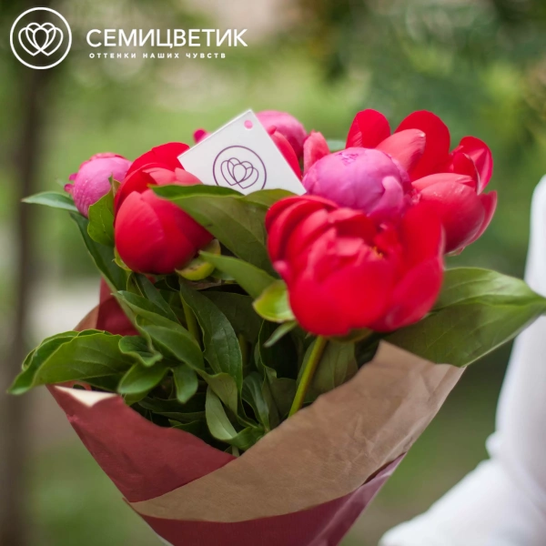 Букет из 7 пионов Old Faithful и Coral Sunset Standart в упаковке