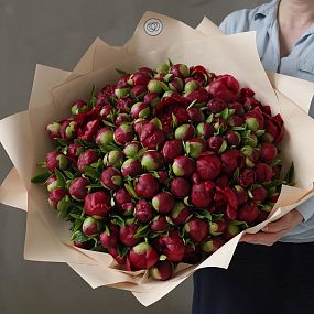 Большой букет  из 101 бордового пиона Premium