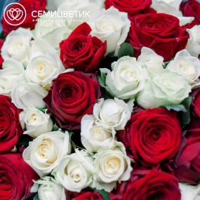 Букет из 51 красной и белой розы 35-40 см (Россия) в голубой пленке