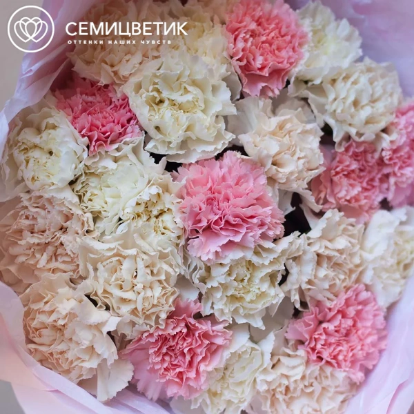 Букет из 25 розовых, белых и кремовых гвоздик в розовой пленке