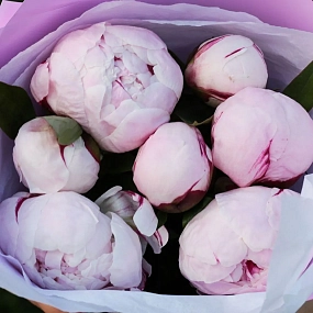 Букет из 7 розовых пионов Standart в розовой пленке