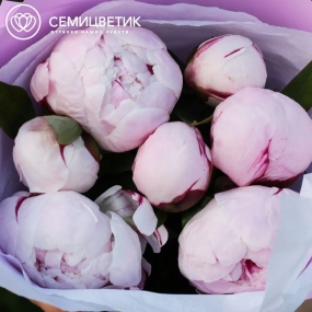 Букет из 7 розовых пионов Standart в розовой пленке