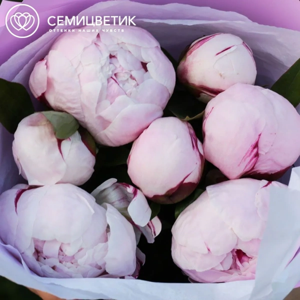 Букет из 7 розовых пионов Standart в розовой пленке