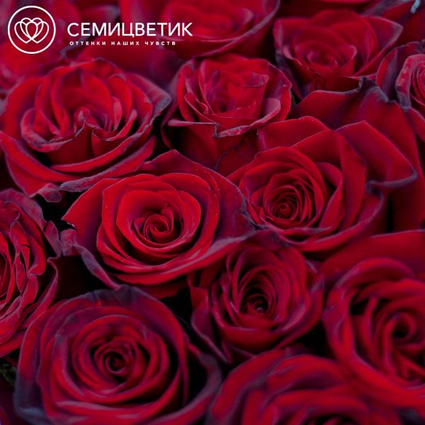 Букет из 25 красных с темной каймой роз Магия 35-40 см (Россия)